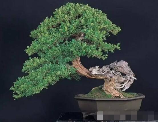 九里香盆景樹樁怎樣變粗，營養(yǎng)豐富、勤修剪，施足肥