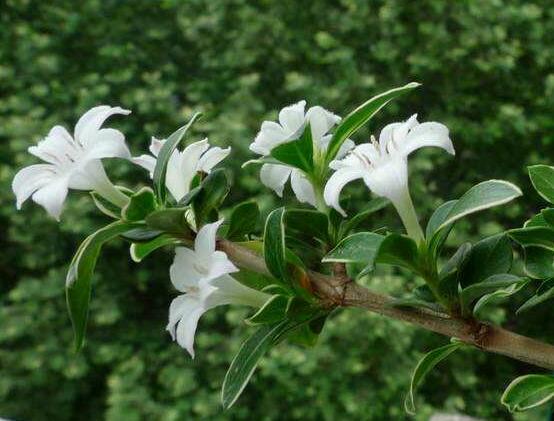 六月雪為什么不開花，三種原因以及解決辦法