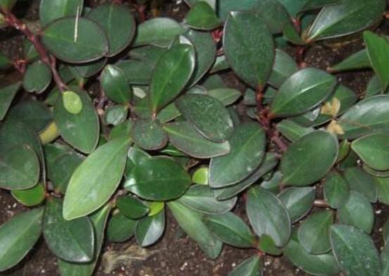 紫邊碧玉怎么養(yǎng)，七個基本方法教你養(yǎng)殖好