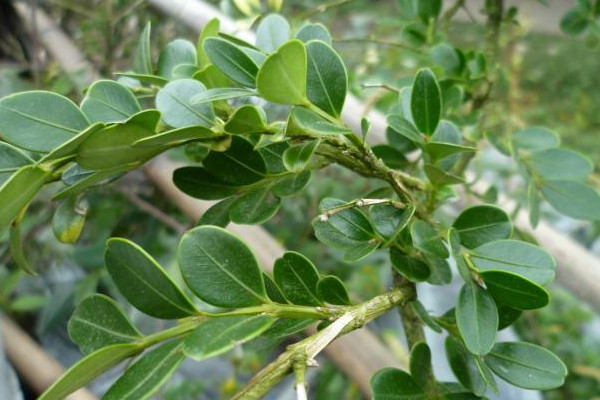 黃楊樹(shù)葉子干枯怎么救