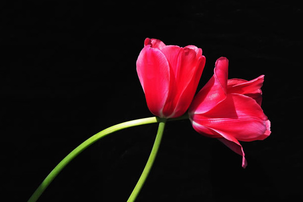 郁金香葉子發(fā)黃咋回事