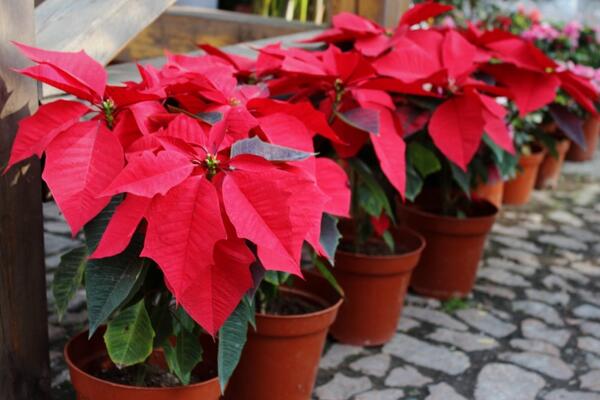 一品紅花期調(diào)控方法，以下方法就可以讓它提前開花