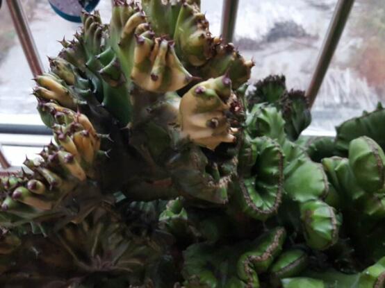 仙人掌變黃的原因是什么，四種原因以及解決方法