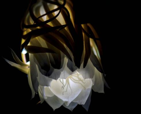 曇花種子種植方法，白天接受足夠的光照晚上才能開花