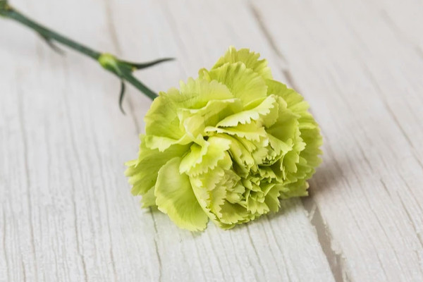 康乃馨拿回來(lái)先要怎么辦