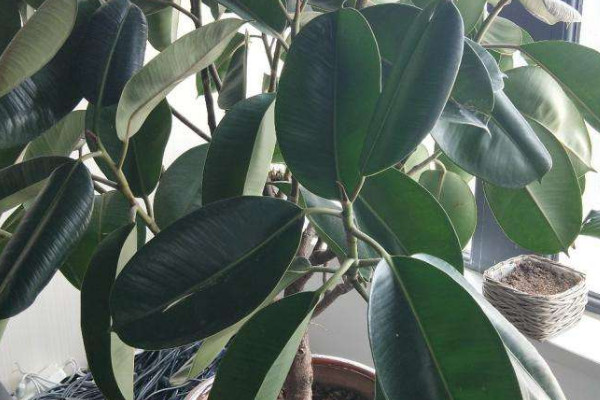 橡皮樹(shù)葉子有斑點(diǎn)是怎么回事