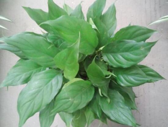 萬年青長高了怎么修剪，萬年青的修剪方法