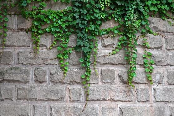 常春藤的養(yǎng)殖方法和注意事項(xiàng)，老農(nóng)總結(jié)八大基本方法