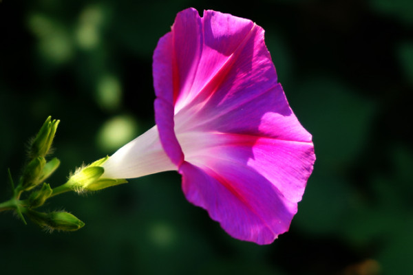 牽?；梢灾苯臃N在花盆里嗎