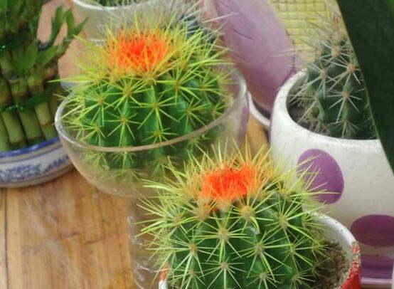 水培仙人球怎么養(yǎng)，教你六個(gè)最好步驟快速生根(7天)