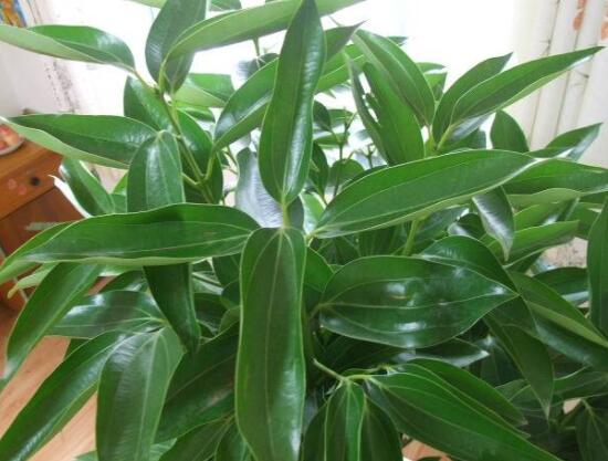 平安樹好養(yǎng)嗎，教你簡單四種養(yǎng)殖方法/闔家幸福、萬事如意