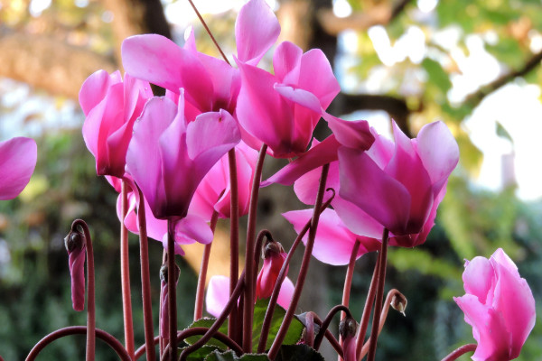 仙客來種子怎么收，花期結(jié)束2個月后開始收獲