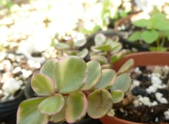 雅樂之舞怎么澆水，做到澆則澆透原則/忌積水