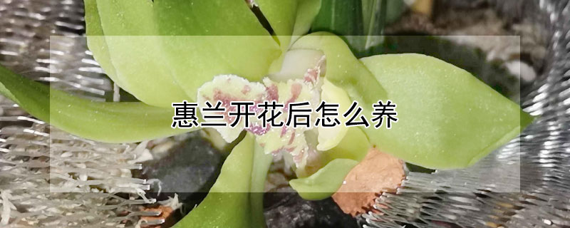惠蘭開(kāi)花后怎么養(yǎng)