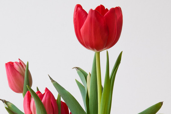 郁金香要?jiǎng)兤? src="/nongye/d/file/20201223/wzo1fiagu1o.jpg" / data-O2cI="5WRW9X"></p>
<p data-V0CG="oCJLtH">
	郁金香在種植之前需要?jiǎng)兤?，因?yàn)閯兤ぶ蟮姆N球可以更加方便的吸收養(yǎng)分和水分，更快的長(zhǎng)出幼芽和葉片，所以在種植郁金香種球時(shí)最好將郁金香的表皮剝?nèi)ァＭ瑫r(shí)郁金香的種球中含有一定的毒性，所以在剝皮時(shí)最好帶上手套。</p>
<p data-XswY="kCqTvA">
	<strong data-jLiP="LvXOz9">2、適宜土壤</strong></p>
<p data-SVjc="pI8Tkk">
	<img alt=