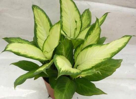 萬年青根發(fā)爛什么原因，萬年青爛根怎么辦