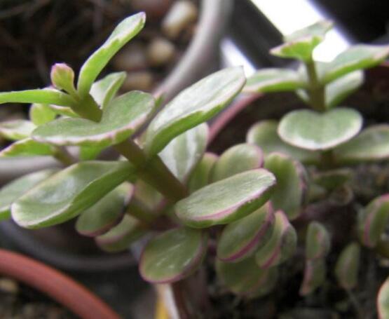 雅樂之舞水培怎么養(yǎng)，勤換水、保持合適溫度光照/前期養(yǎng)護(hù)