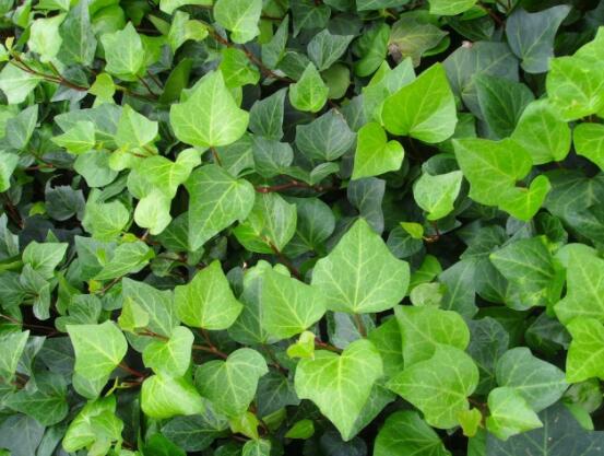 常春藤和常青藤一樣嗎，教你三種區(qū)別方法(形態(tài)/生長(zhǎng)環(huán)境/作用)