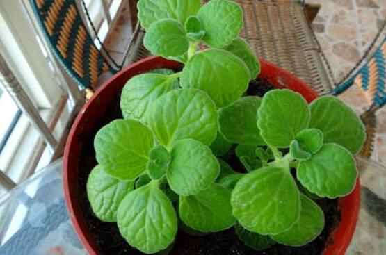 碰碰香長的太長怎么辦，及時(shí)修剪頭部/不斷進(jìn)行扦插繁殖