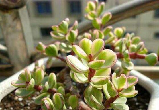 雅樂之舞怎么扦插，春季最佳/剪取生長健壯枝條