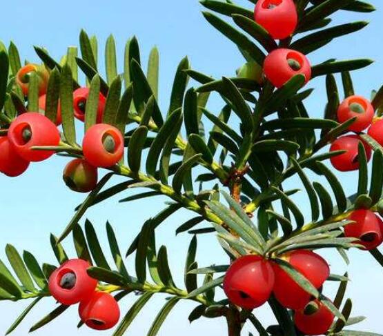 東北紅豆杉與南方紅豆杉有什么區(qū)別，介紹最簡(jiǎn)單的三種區(qū)別方法