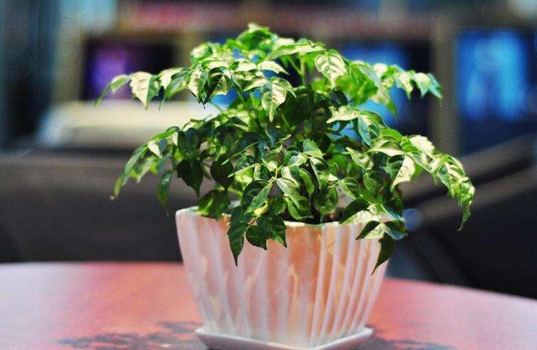 大幸福樹(shù)的修剪步驟圖，小白都能養(yǎng)活的方法技巧