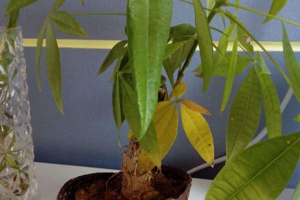 發(fā)財(cái)樹(shù)怎么移栽