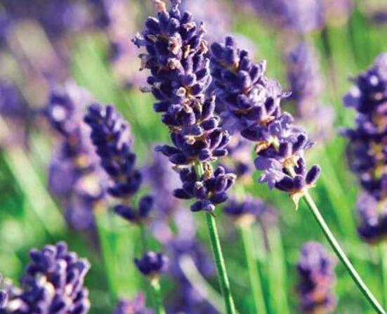 薰衣草的種類圖片大全，欣賞最好看的六大品種
