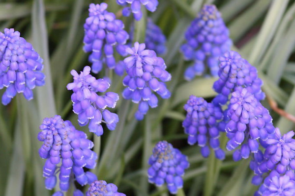 風(fēng)信子冬天水培怎么養(yǎng)