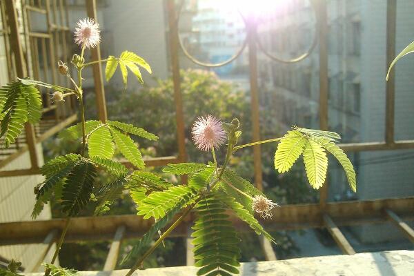 含羞草有毒嗎有什么毒，經(jīng)常接觸會(huì)導(dǎo)致脫發(fā)