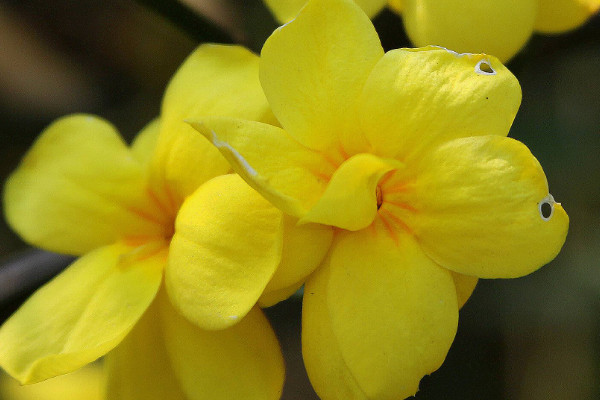 迎春花從地里挖出來(lái)澆水嗎