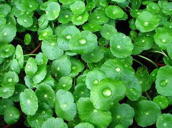 銅錢草放在臥室好嗎，寓意著家有銅錢、財源滾滾