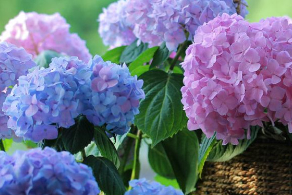 繡球沒有花苞怎么辦