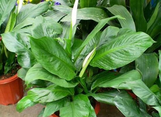 一帆風順花怎么移植，教你六個簡單易學步驟