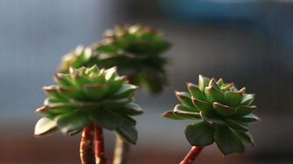 燕子掌的花語(yǔ)，吉祥如意和尊重敬畏