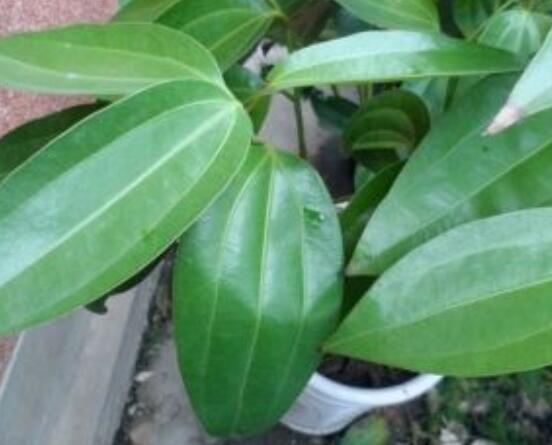 平安樹(shù)葉子發(fā)黑是怎么回事，三種原因以及解決方法