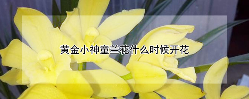 黃金小神童蘭花什么時(shí)候開(kāi)花