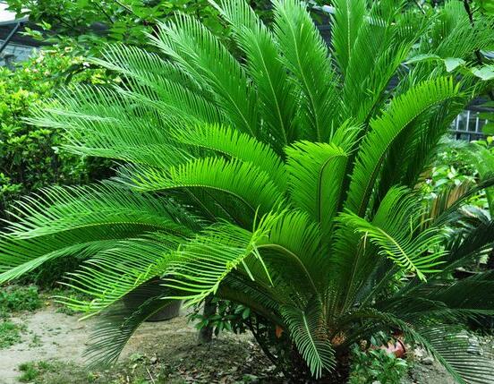 鐵樹什么時(shí)候長(zhǎng)新葉，每年春秋時(shí)分生長(zhǎng)出2-3輪新葉