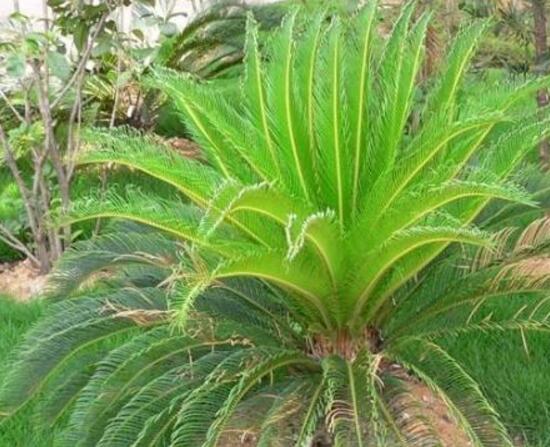 鐵樹品種，細(xì)數(shù)鐵樹最受喜愛八大品種