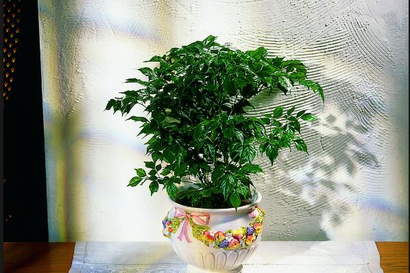 幸福樹怎么養(yǎng)才能茂盛，要做好以下四大方面