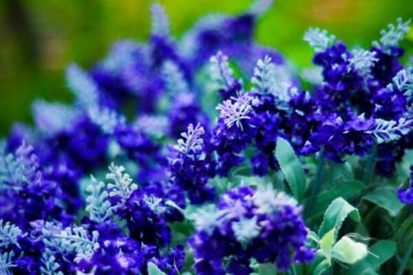 薰衣草適合送什么人，送給朋友、戀人