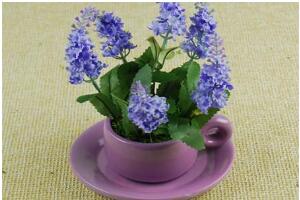 薰衣草怎么養(yǎng)比較好，薰衣草的養(yǎng)殖方法