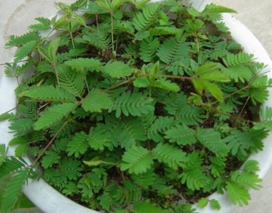 含羞草為什么會閉合，講述最科學(xué)的合理解釋(葉枕水分感應(yīng))