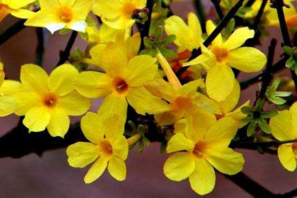 迎春花的果實(shí)可以吃嗎