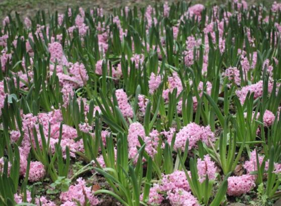 風信子花代表什么意思，代表著永遠的懷念、重生的愛