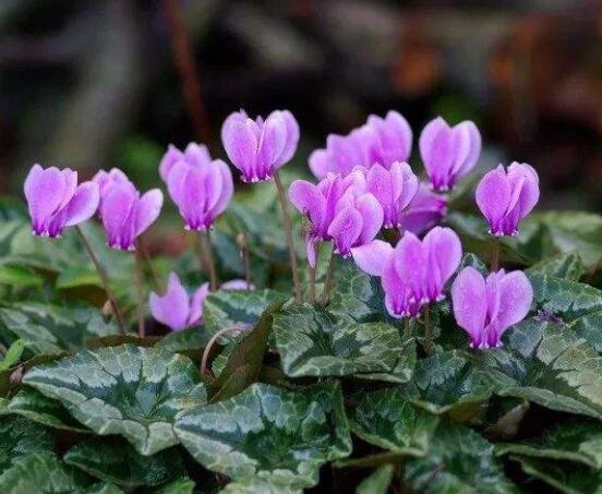 仙客來(lái)不長(zhǎng)新葉怎么辦，多半是盆土澆水光照導(dǎo)致