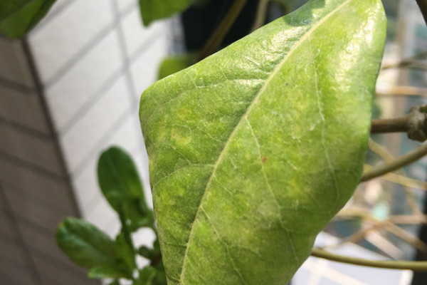 牽?；ㄈ~子發(fā)黃什么原因