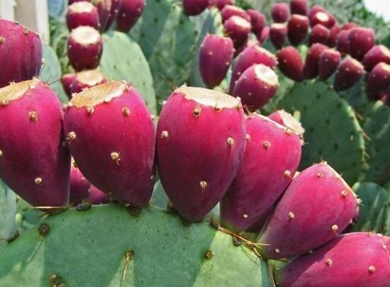 仙人掌的果實能吃嗎，食用可清熱解毒、養(yǎng)顏護(hù)膚