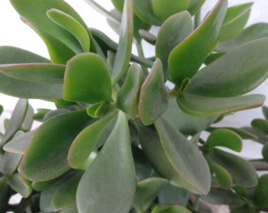 燕子掌的養(yǎng)殖方法和注意事項，老農(nóng)總結(jié)最實用八大養(yǎng)殖技巧