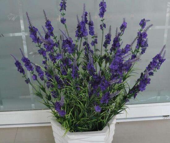 薰衣草怎么扦插，薰衣草的繁殖方法